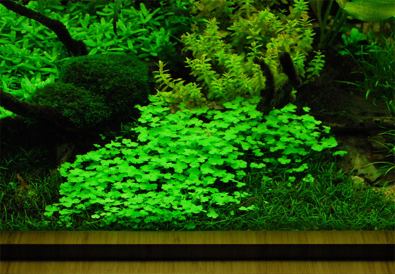 Hydrocotyle Tripartita Sp Japan Invital Pl