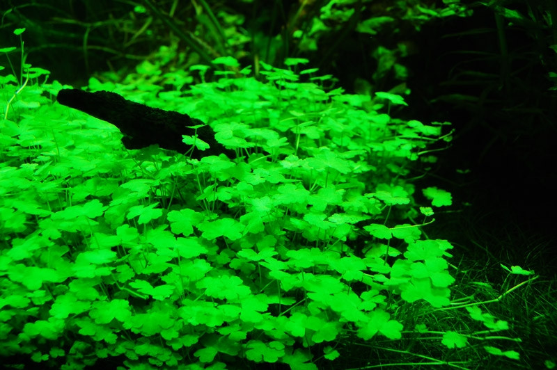 Hydrocotyle Tripartita Sp Japan Invital Pl