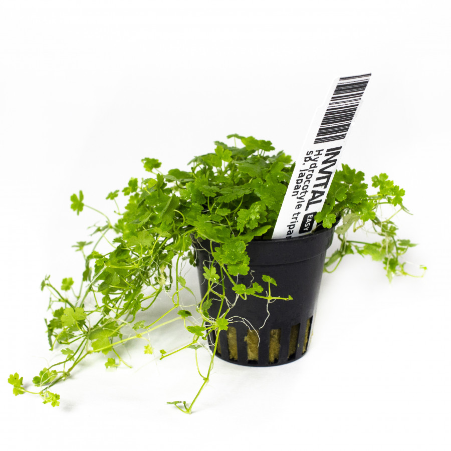 Hydrocotyle Tripartita Sp Japan Invital Pl