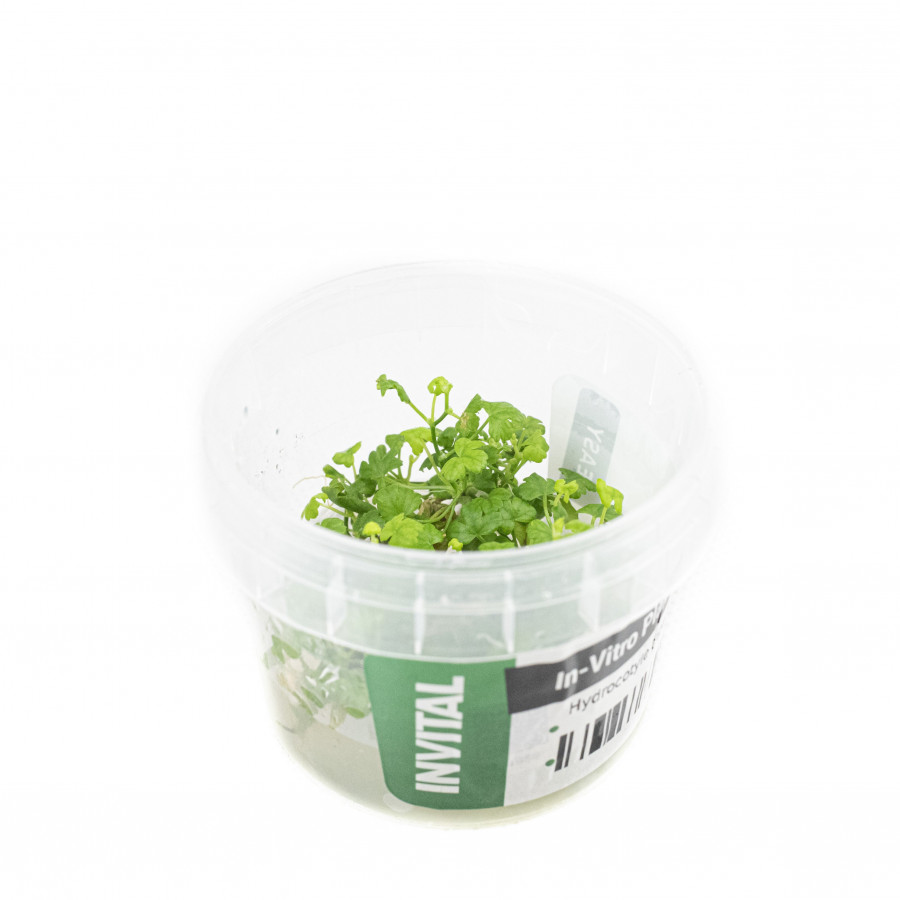 Hydrocotyle Tripartita Sp Japan Invital Pl