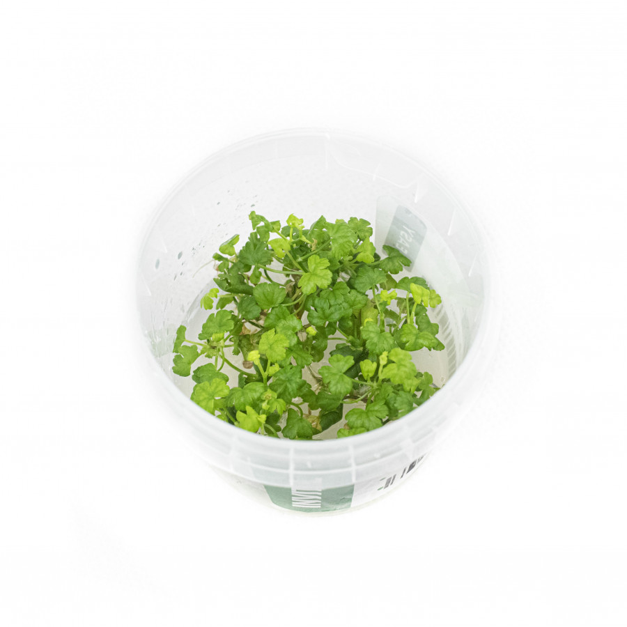 Hydrocotyle Tripartita Sp Japan Invital Pl